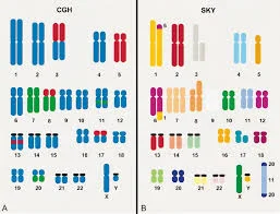 SKY gene test to be a part of the eligibility criteria, as per the regulations by AFI.